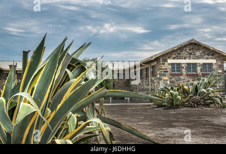 Cell Block auf Robben Island Museum, Kapstadt, Südafrika, und übung Yard mit großen Kakteen im Vordergrund. Stockfoto