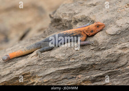 männliche Rothaarige Rock Agama versteckt in den Felsen auf dem felsigen Ufer des Nil Stockfoto