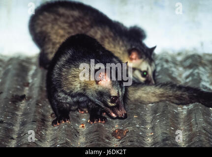 Gemeine Palmcivet, Paradoxurus hermaphroditus, Bharatpur, Rajsthan, Indien Stockfoto