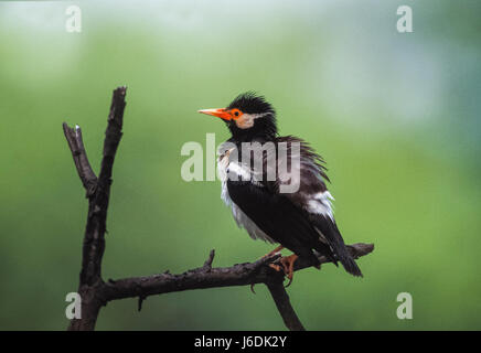 Pied Myna, (Gracupica contra), auch asiatische Pied Starling genannt, ausschütteln Federn, Keoladeo Ghana National Park, Indien Stockfoto