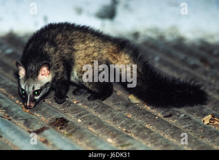 Gemeine Palmcivet, Paradoxurus hermaphroditus, Bharatpur, Rajsthan, Indien Stockfoto