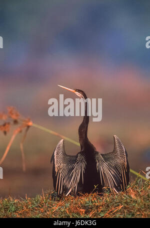 Indische Darter oder Snakebird, Anhinga Melanogaster, Flügel, Trocknung, Gefieder, Zucht, Keoladeo Ghana Nationalpark, Bharatpur, Rajasthan, Indien Stockfoto