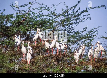 Asiatischer Openbill Storch oder asiatischer Openbill Anastomus Oscitans Kolonie in Roost, Keoladeo Ghana Nationalpark, Bharatpur, Rajasthan, Indien Stockfoto