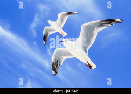 Silberne Möwe, Chroicocephalus Novaehollandiae, Byron Bay, Australien Stockfoto