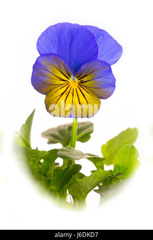 Viola Cornuta (Viola Mix) Ausschneiden Stockfoto