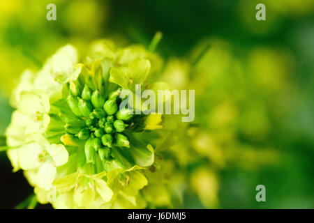 Yello-Blume in der Sonne Stockfoto