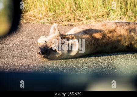 Hyäne am Straßenrand in der späten Nachmittag Sonne im Krüger Nationalpark, Südafrika Stockfoto