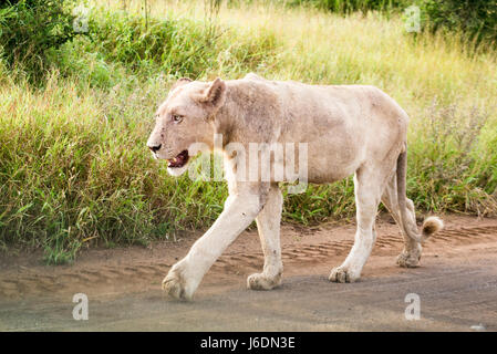 Weißen männlichen Löwen nach der Jagd im Krüger Nationalpark, Südafrika Stockfoto