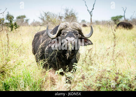 Afrikanischer Büffel Weiden mit Grass im Maul in Krüger Nationalpark, Südafrika Stockfoto