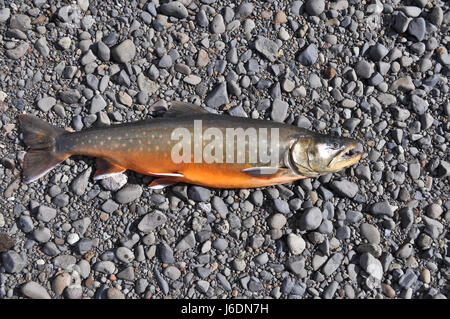 Trophäe-Angeln - Saibling. Ein großer Fisch mit leuchtenden Farben liegt auf der Flusskiesel. Stockfoto