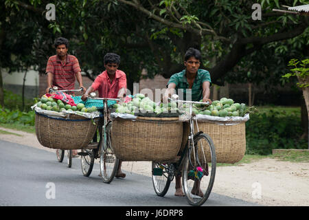 Händler führen Korb von Mangos mit dem Fahrrad, am Markt zu verkaufen. Chapainawabgnaj, Bangladesch. Stockfoto