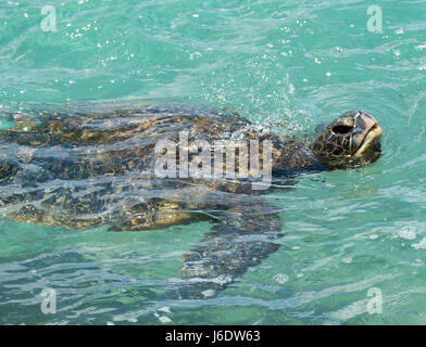 Einen grünen Meeresschildkröte Schwimmen von der Küste von Maui. Hawaii Stockfoto