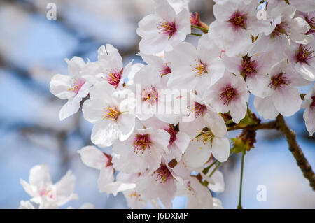 Tokyo, Japan - 2. April 2014: Ueno-Park, weitläufigen öffentlichen Park im Stadtteil Ueno, Tokio. Kirschblüte ist Veranstaltung im Frühjahr Stockfoto