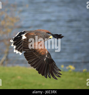 Ein Harris Hawk im Flug, auch bekannt als Bucht-winged Hawk oder Altrosa Hawk Stockfoto