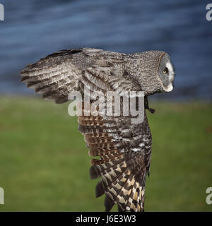 Großen grau-Eule im Flug Stockfoto