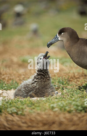 Schwarz – Schwarzfuß Albatros (Phoebastria Nigripes) Stockfoto