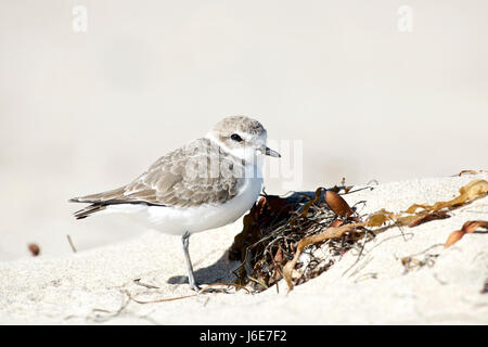 Seeregenpfeifer (Charadrius plexippus) Stockfoto