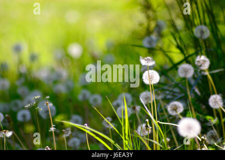 Löwenzahn-Feld in eine helle Morgensonne, mit leuchtend grünem Rasen und leichte Schatten in soft-Fokus auf den Hintergrund isoliert. Stockfoto