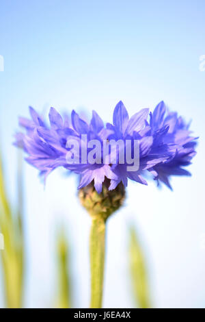 Flockenblume Blume in einem hellen Morgensonne, mit hohen grünen Gräsern und strahlend blauem Himmel in soft-Fokus auf den Hintergrund. Stockfoto