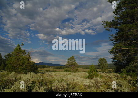 Blauer Himmel Cumuluswolken Blick Osten über Pinien Bäumen Beifuß Wald Grate und Mount Randolph, Mittagessen Tree Hill, Jackson Lake Lodge, Wyoming, USA Stockfoto