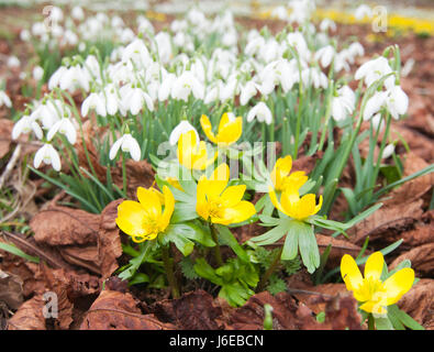 Winter Aconites (Eranthis Hyemalis) und Schneeglöckchen (Galanthus Nivalis) Stockfoto