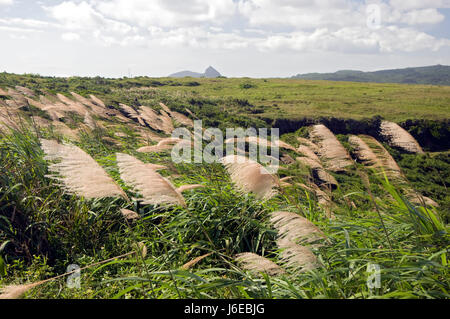 Wiese, taiwan Stockfoto