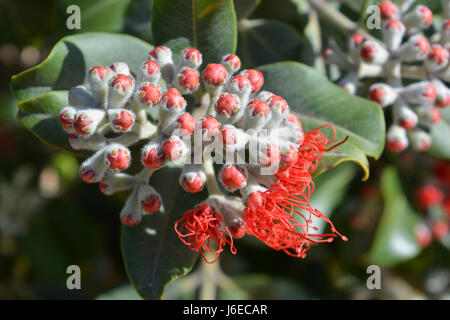 Grevillea, auch bekannt als Spider-Flower, seidige Eiche und Zahnbürste zu Pflanzen Stockfoto