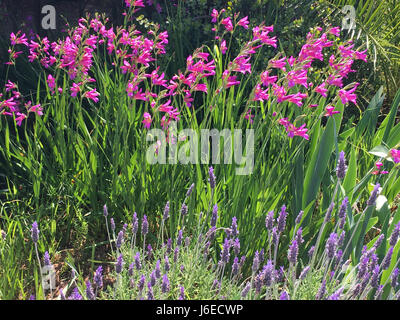 Lavendel und Gladiolus Communis, hinterleuchtete Stockfoto