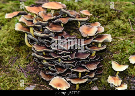 Büschel von Schwefel, Schwefel Büschel oder gruppierten Woodlover Pilze. Stockfoto