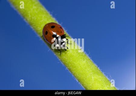 Marienkäfer auf Blumenstiel ausgeführt Stockfoto