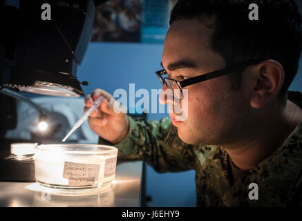 160815-N-CJ186-0647-SAN PEDRO SULA, Honduras (15. August 2016) – US-Navy Lt. Alister Bryson, ein Entomologe Marine Environmental präventive Medizin Unit 2, Experimente mit eine neue Kachel-basierte Insektizid Operation Blessing im Hauptquartier in Honduras während südlichen Partnerschaft Station 2016 (SPS-16) zugeordnet. SPS-16 Ärzteteam eine Partnerschaft mit Operation Blessing, wie sie versuchen, biologische Methoden verwenden, um das Zika-Virus zu bekämpfen. SPS-16 ist eine jährlich stattfindende Serie von US Navy Bereitstellungen konzentrierte sich auf den Gegenstand Experten Austausch mit Partner Nation Streit- und Sicherheitskräfte in Mittel- und Stockfoto