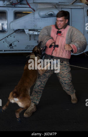 160824-N-NB544-007 PHILIPPINENSEE (23. August 2016) CPL. Taylor Torrence, von Fairfield, Kalifornien, trägt einen schützenden Biss Anzug während Ausbildung militärischer Arbeitshund, Kuko, amphibischer Angriff Schiff USS Bonhomme Richard (LHD-6). Bonhomme Richard, Flaggschiff der Bonhomme Richard Expeditionary Strike Group, ist in den USA operierende 7. Flotte Bereich der Maßnahmen zur Erhöhung der Sicherheit und Stabilität in der Indo-Asien-Pazifik-Region. (Foto: U.S. Navy Mass Communication Specialist 2. Klasse Kyle Carlstrom/freigegeben) Stockfoto