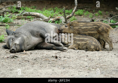 Hunger zu nähren Wildschwein Schwein saugen junge Tier junge Wildschwein säugen niedlich Stockfoto