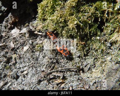 Feuer-Bugs Paarung Stockfoto