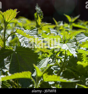 Große Brennnessel (Urtica Dioica) mit Raureif Stockfoto