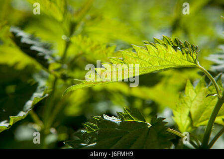 Große Brennnessel (Urtica Dioica) mit Raureif Stockfoto