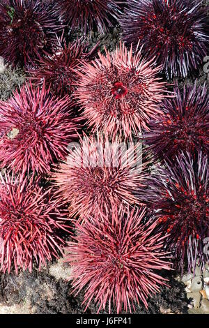 Schöne, stacheligen rosa und lila Seeigel, California.  Seeigel werden verwendet, um die japanische Gericht Uni zu machen. Stockfoto