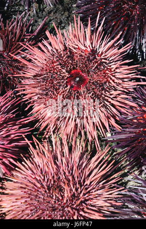 Schöne, stacheligen rosa und lila Seeigel, California.  Seeigel werden verwendet, um die japanische Gericht Uni zu machen. Stockfoto