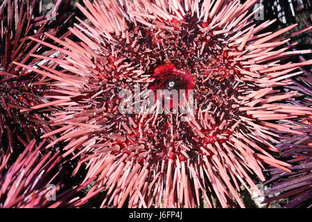 Schöne, stacheligen rosa und lila Seeigel, California.  Seeigel werden verwendet, um die japanische Gericht Uni zu machen. Stockfoto