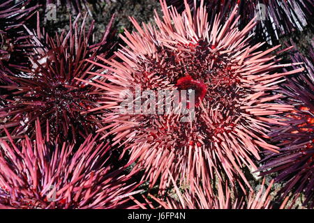 Schöne, stacheligen rosa und lila Seeigel, California.  Seeigel werden verwendet, um die japanische Gericht Uni zu machen. Stockfoto