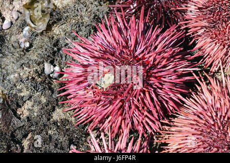 Schöne, stacheligen rosa und lila Seeigel, California.  Seeigel werden verwendet, um die japanische Gericht Uni zu machen. Stockfoto