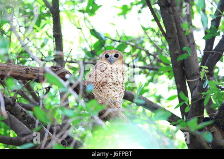 Pel Angeln Eule (Scotopelia Peli) in Sambia Stockfoto