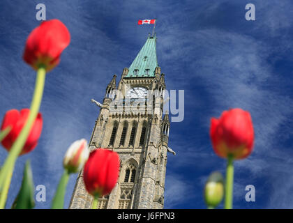 Kanadisches Parlament, Peace Tower umgeben von roten Tulpen Stockfoto