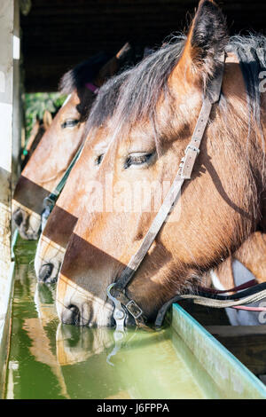 Sevierville Tennessee, Smoky Mountains, Five Oaks Riding Stables, Horses, Brown, Equine, Animal, Head, Water Trough, Drink Drinks, Drink, Drink Drinks Drinkin Stockfoto