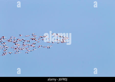 Herde von rosafarbenen Flamingos von "Delta del Po' Lagune, Italien. Natur panorama Stockfoto