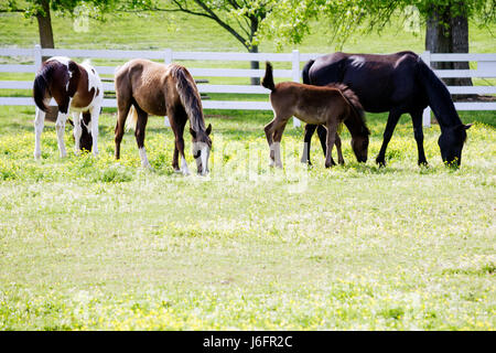 Sevierville Tennessee, Smoky Mountains, Five Oaks Riding Stables, Horse, Mare, colt, TN080501061 Stockfoto