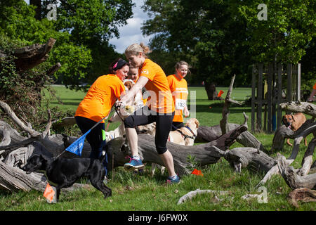 Windsor, UK. 20. Mai 2017. Hunde und Besitzer konkurrieren in den schlammigen Hund Herausforderung Hindernis laufen im Windsor Great Park zugunsten von Battersea Hunde und Katzen. Bildnachweis: Mark Kerrison/Alamy Live-Nachrichten Stockfoto