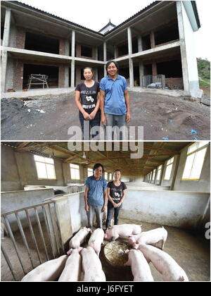 (170521)--YUNLONG, 21. Mai 2017 (Xinhua)--Combo Foto am 17. Mai 2017 zeigt Yang Xinyin mit seiner Frau Su Liuxia vor ihrem Haus im Bau (nach oben) und in ihrer Schweinezucht (unten) am Longzitang Dorf Yunlong County, Südwesten der chinesischen Provinz Yunnan. Yangs dreiköpfigen Familie, Aufzucht von Schweinen ab 2014 bekam ein Nettoeinkommen von 150.000 Yuan (21.800 Euro) im Jahr 2016. Lokale Regierung gegründet zur Verbesserung der Lebensbedingungen und Einkommen für die Armen Dorfbewohner, vor allem der Bai Volksgruppe lebt von der Landwirtschaft in den Bergen, Schweine, die Erhöhung der Genossenschaft im Jahr 2013 unter die Stockfoto