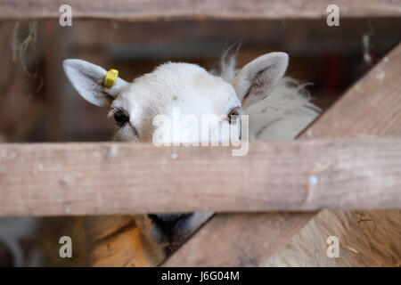 Royal Welsh-Frühlingsfestival, Builth Wells, Powys, Wales - Mai 2017 - A Welsh Mountain Schafe wartet seinerseits in den Scheren Stift mit einigem Interesse am Royal Welsh-Frühlingsfestival. Foto-Steven Mai / Alamy Live News Stockfoto