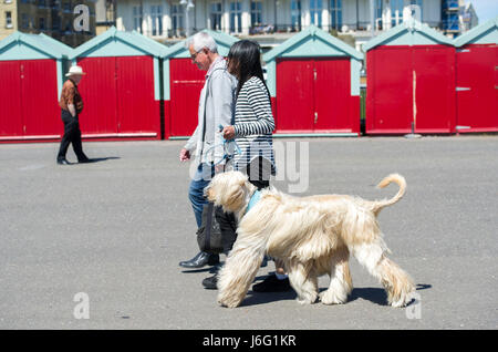 Brighton, uk. 21. Mai 2017. Dieses haarige Hund sieht ein bisschen warm im schönen, sonnigen Wetter auf der Strandpromenade Hoves entfernt sein Nachmittag mit morgen Prognose der heißeste Tag des Jahres so weit: Simon dack/alamy leben Nachrichten Stockfoto